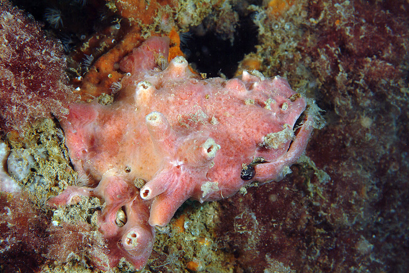 Gastrochaena dubia
